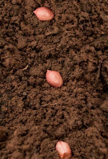 High-oleic seed commercialisation SDG goals 2, 3, and 17