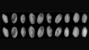 X-ray sorting to check for internal mould and decay without damaging the peanuts