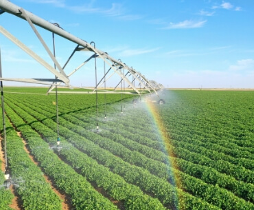 64% of snack manufacturers buy irrigated peanuts, despite costing up to 10% more.