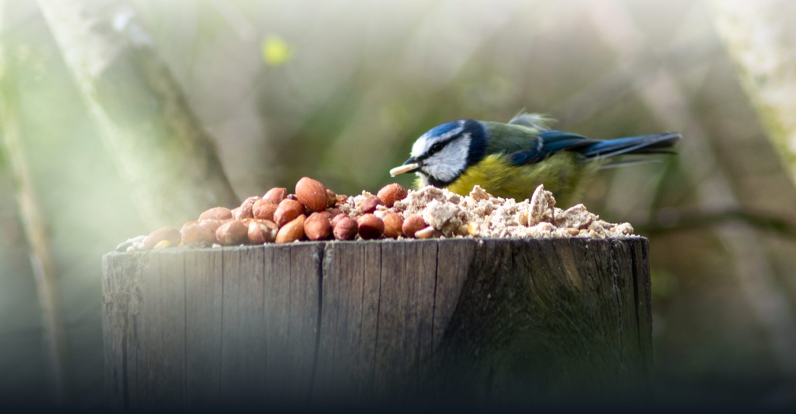 Bird and Animal Feed