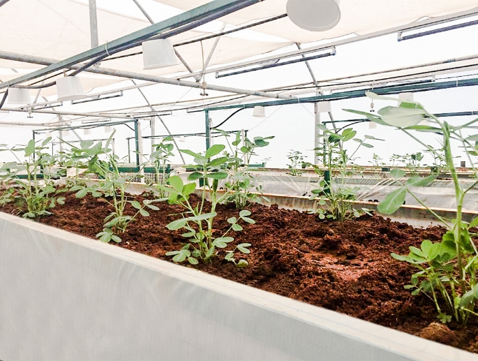 El cultivo del cacahuete está cambiando, y nosotros lideramos el cambio.