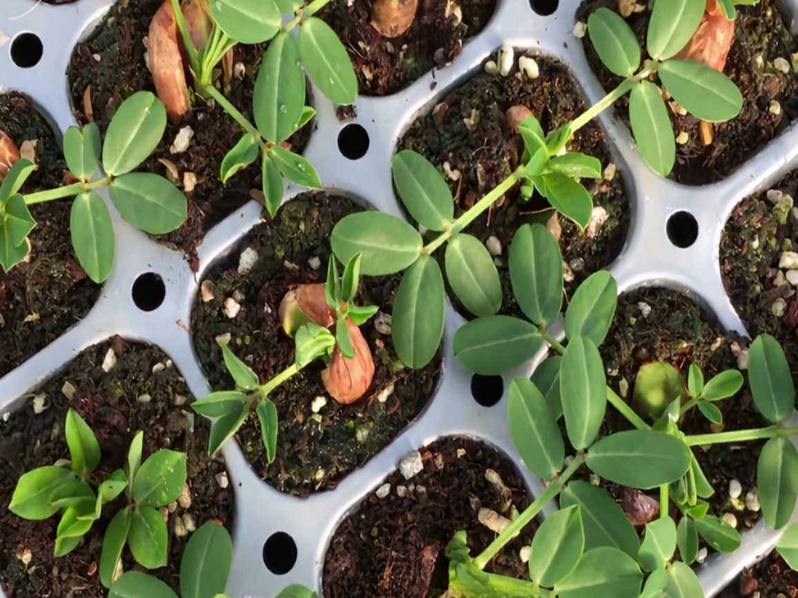 Seed breeding