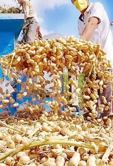 Agrocrops enters direct large-scale commercial farming